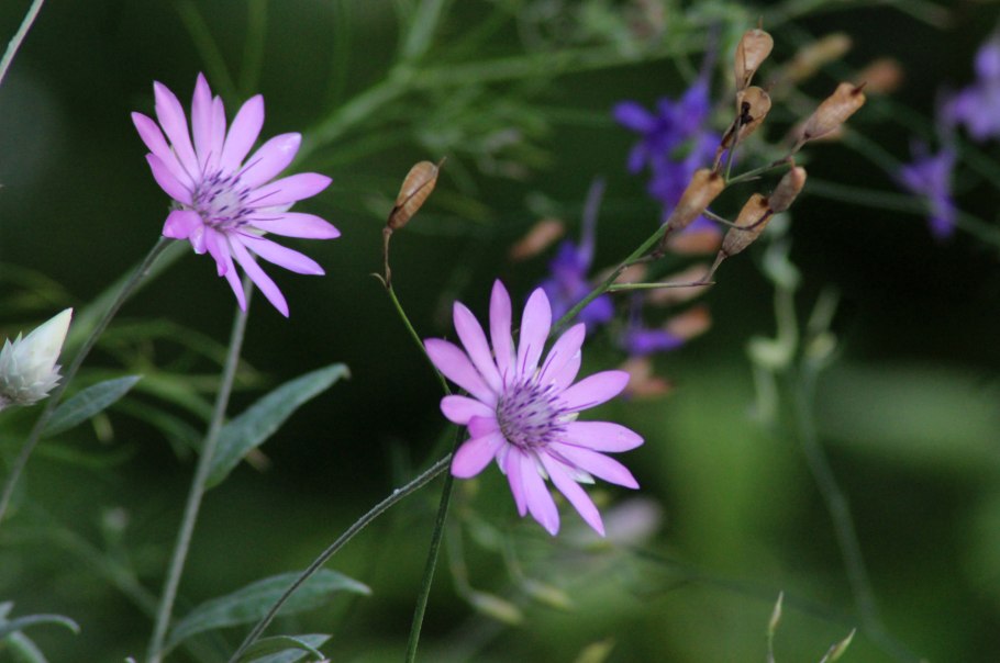 Язычковые цветки имеются у