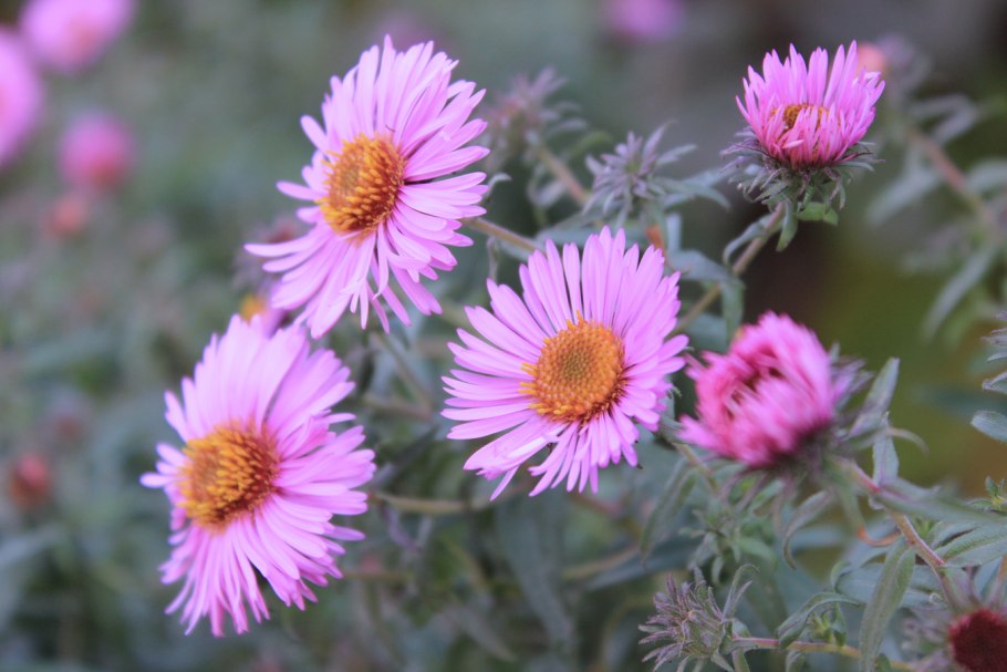 Астровые (Asteraceae)