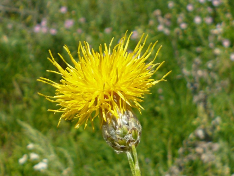 Астровые (Asteraceae)