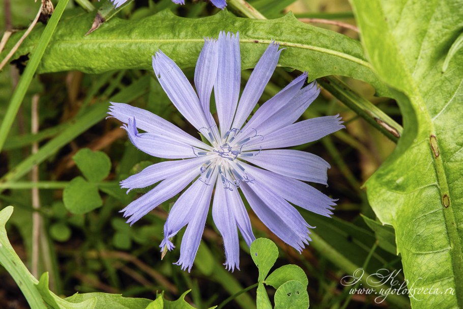 Семейству астровых (Asteraceae)