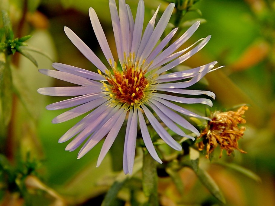 Asteraceae растение