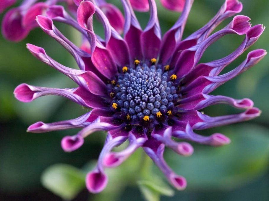 Астровые (Asteraceae)