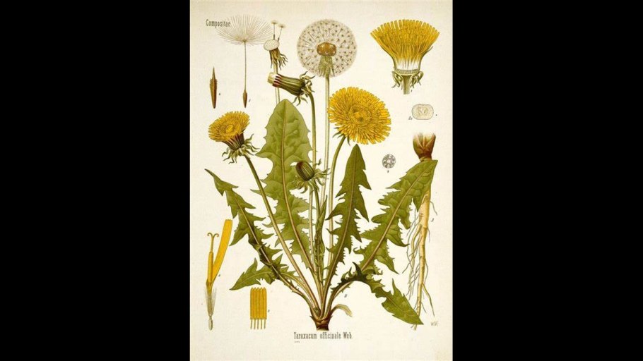 Chrysanthemum семейства Asteraceae