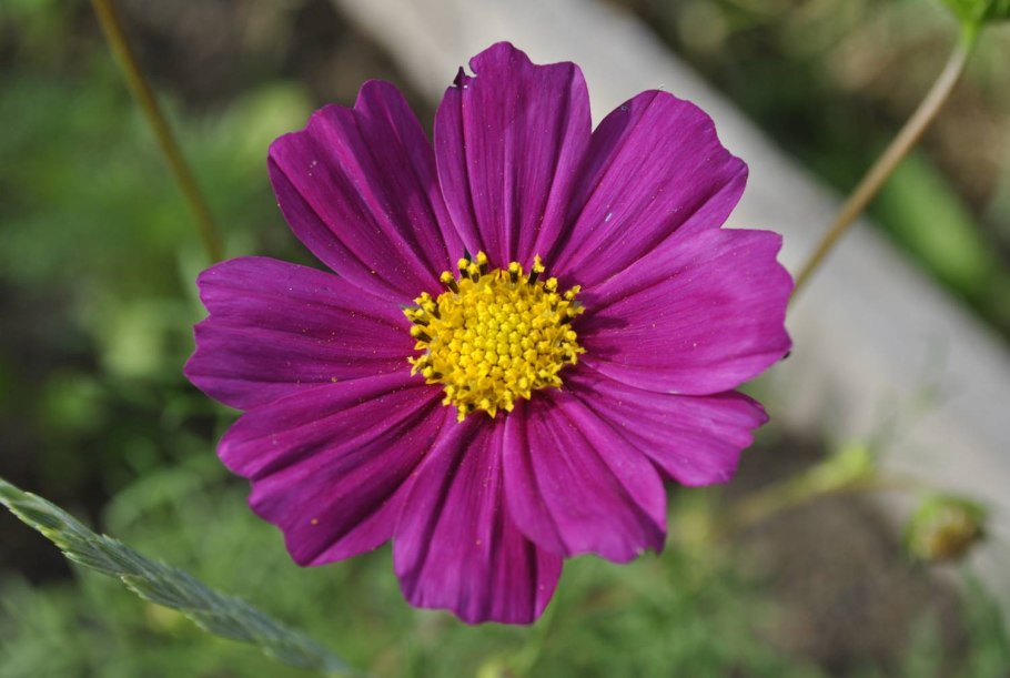 Семейству астровых (Asteraceae)