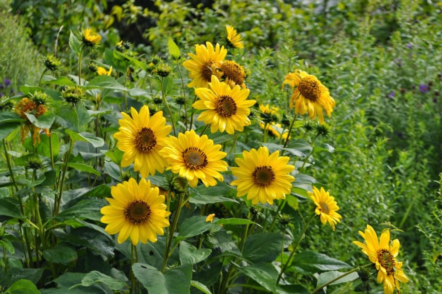 Подсолнечник десятилепестный (Helianthus decapetalus)