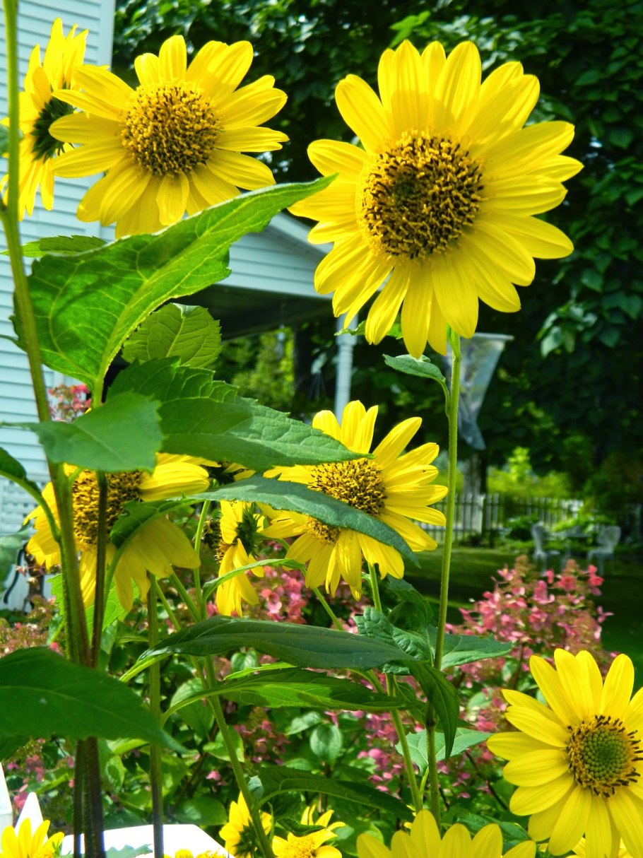 Подсолнечник десятилепестный (Helianthus decapetalus)