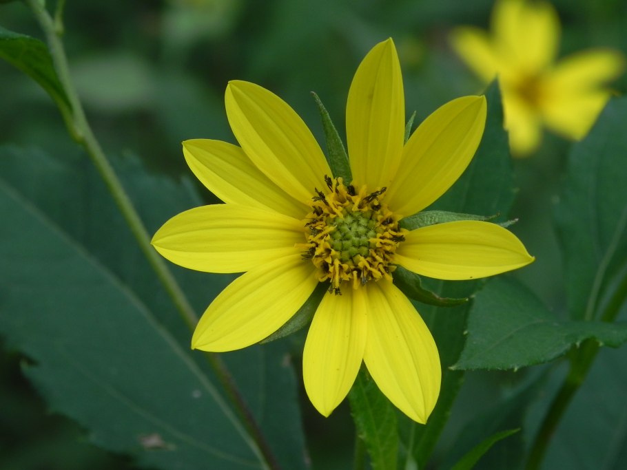 Подсолнечник десятилепестный (Helianthus decapetalus)