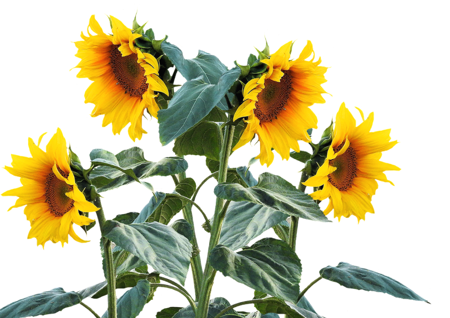 Sunflower семена подсолнечника