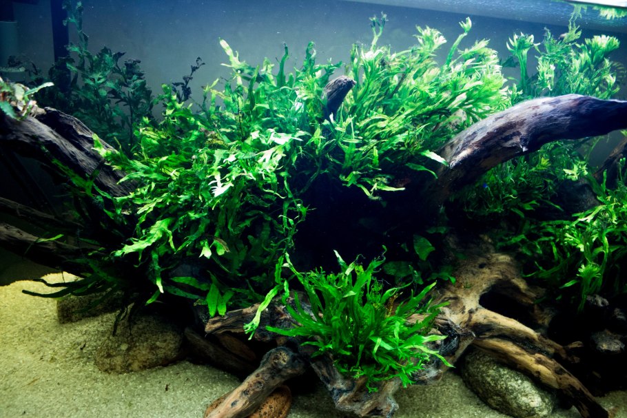 Апоногетон мадагаскарский