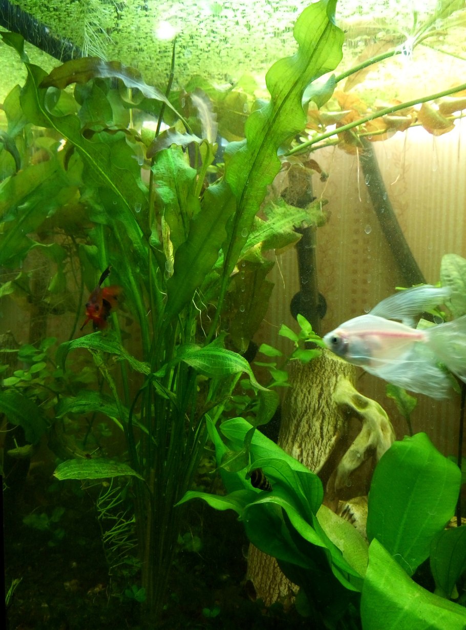 Апоногетон курчавый Криспус