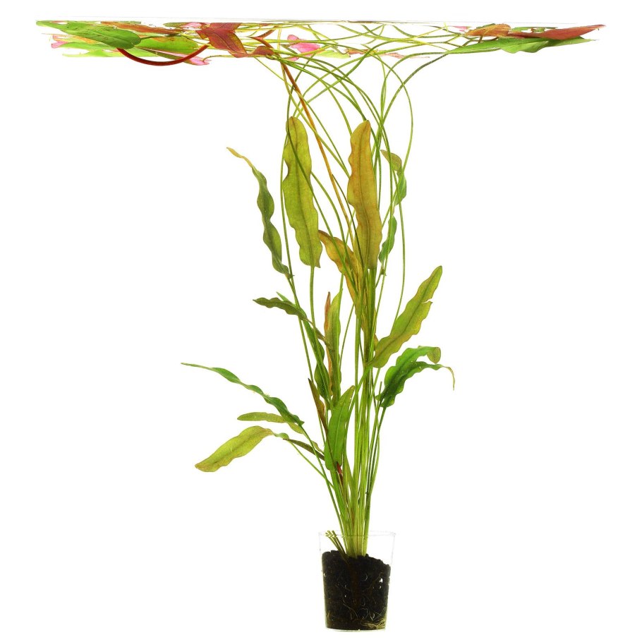 Апоногетон жёстколистный