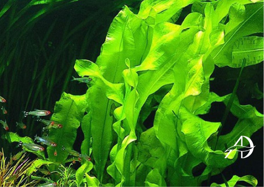 Апоногетон жёстколистный