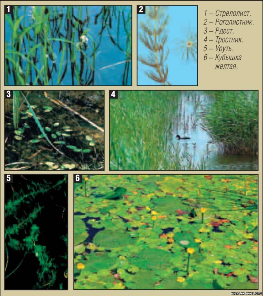 Водокрас и кувшинка