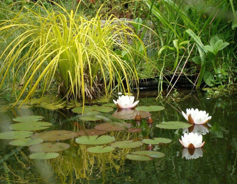 Рогоз широколистный