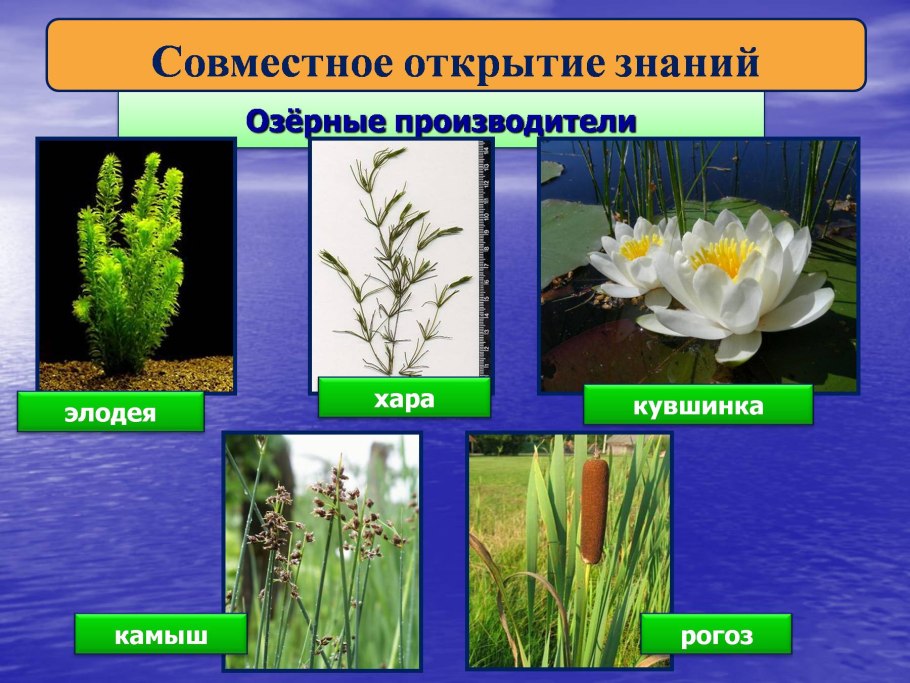 Озерные потребители