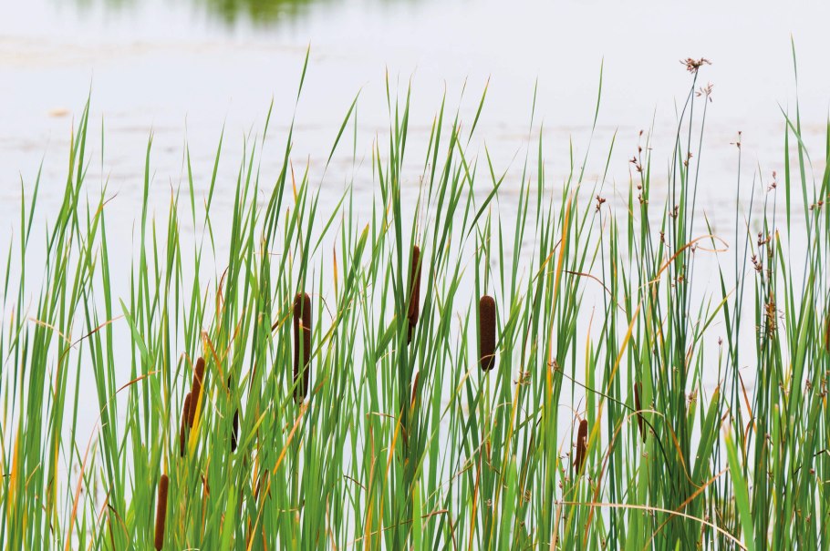 Камыш болото Куминское
