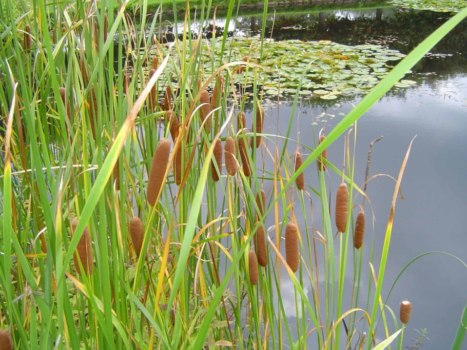 Стрелолист Sagittaria sagittifolia