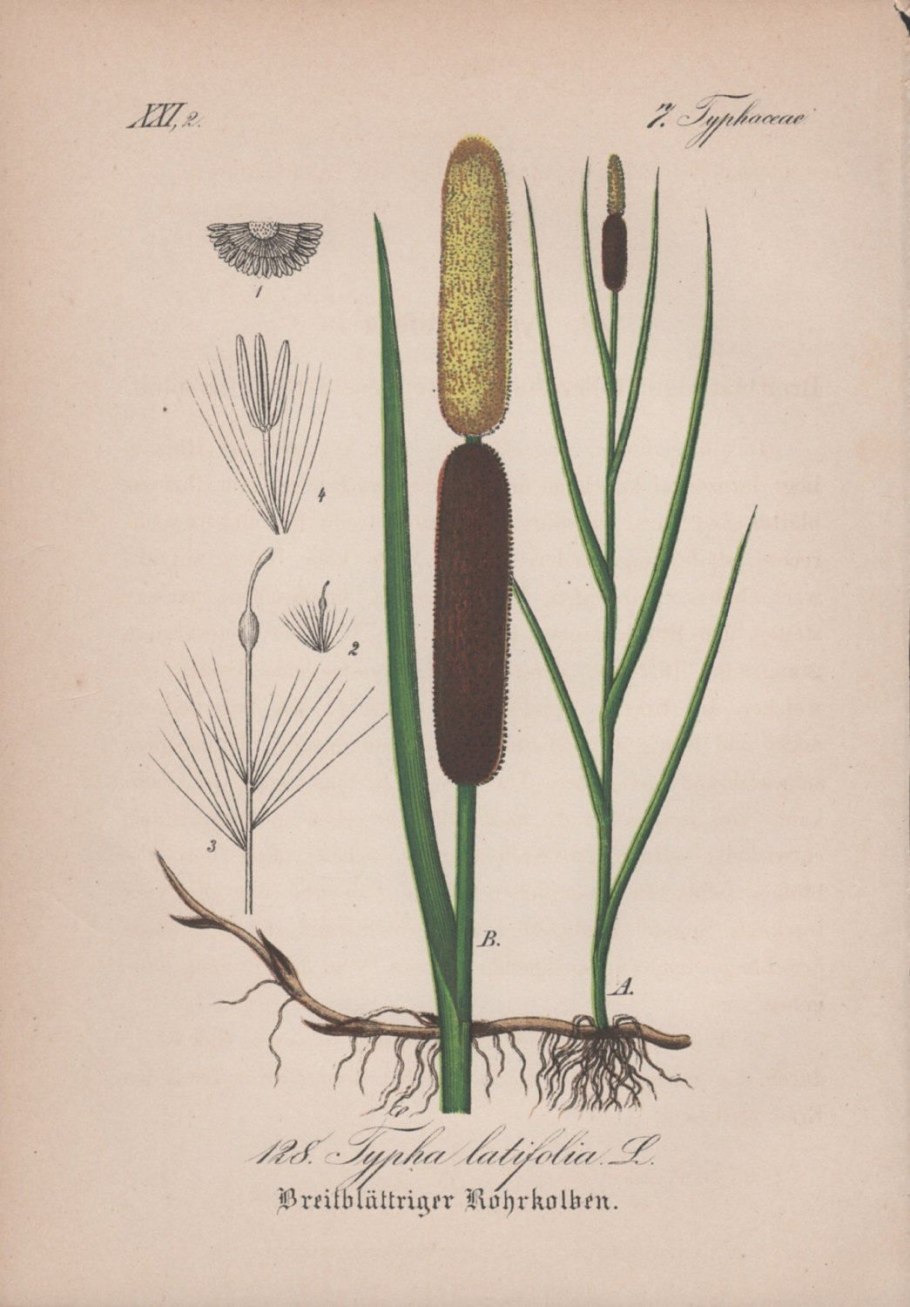 Частуха Болотная