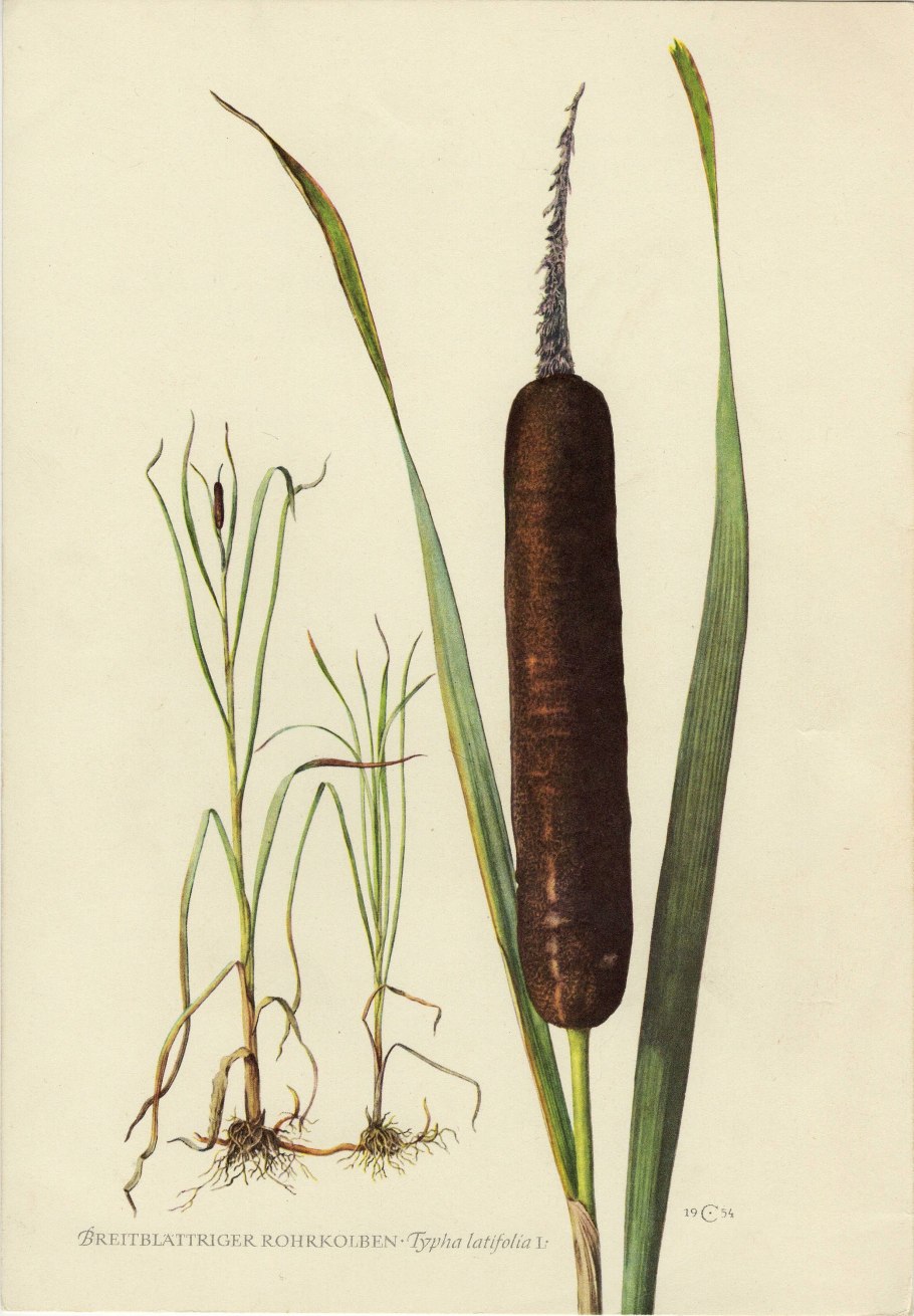 Рогоз узколистный (Typha angustifolia)