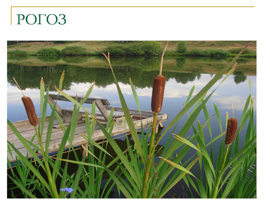 Низинные травяные болота