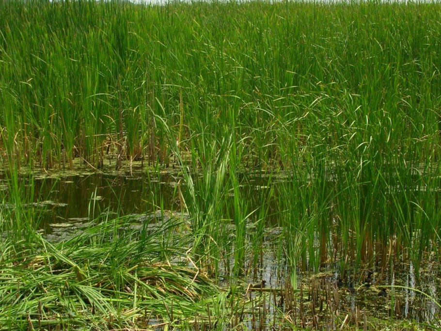 Заросли элодеи