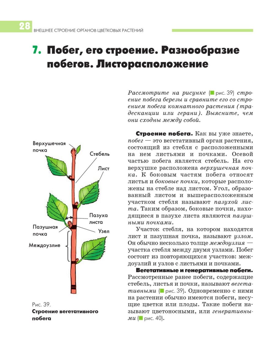 Строение побега рисунок с подписями