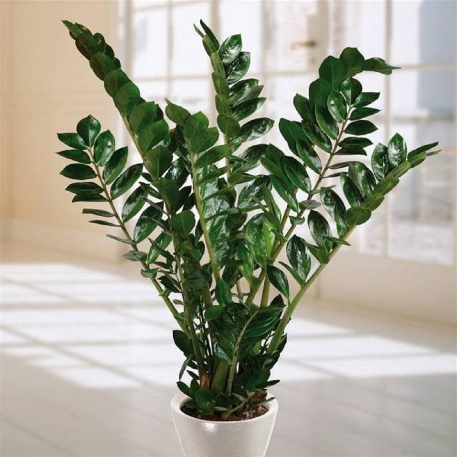 Замиокулькас Emerald Palm
