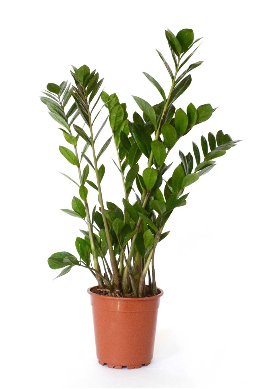 Замиокулькас houseplants