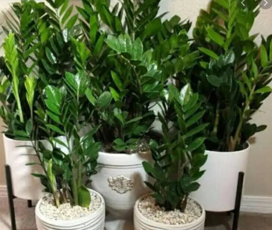 Zamioculcas долларовое дерево