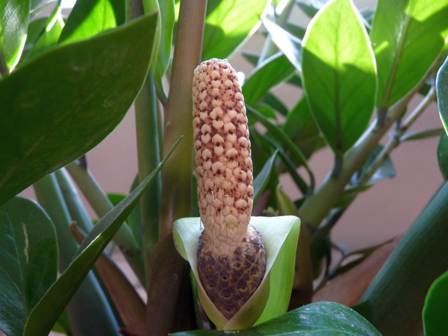 Zamia Plant