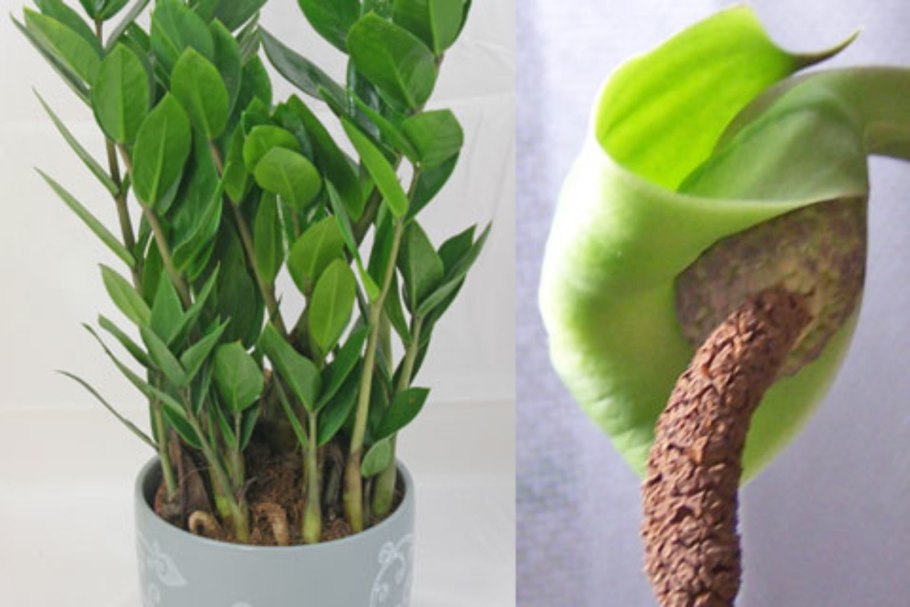 Zamioculcas Emerald Palm