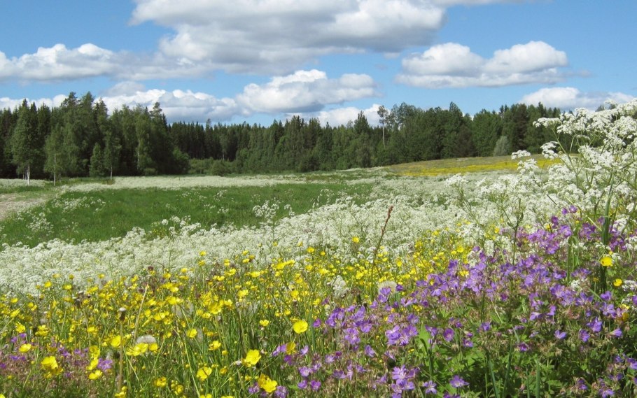 Луга средней полосы России