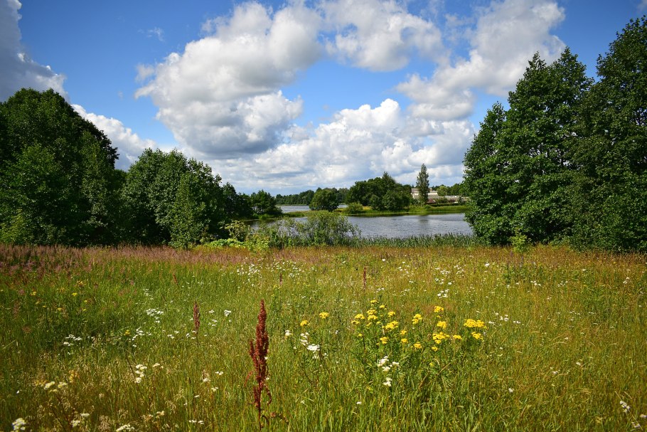 Луга разнотравье Пермского края