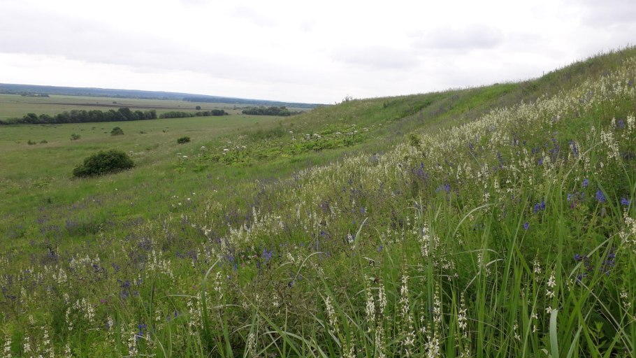 Природа России летом