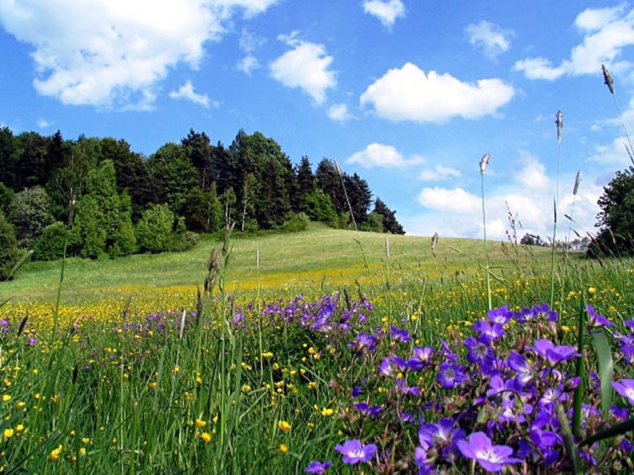 Луга Костромской области