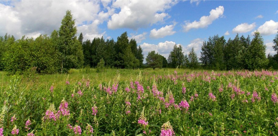 Луг на пленку