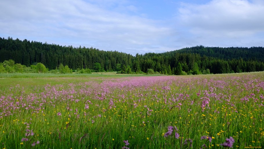 Цветущие Луга Кировской области
