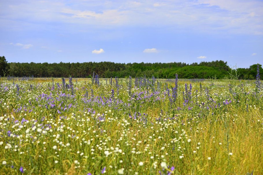 Летнее поле