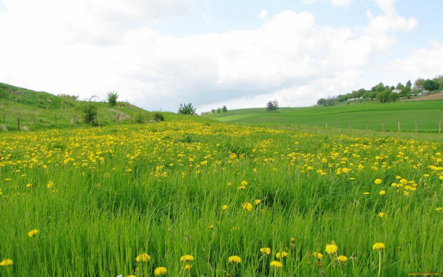 Луг с цветами