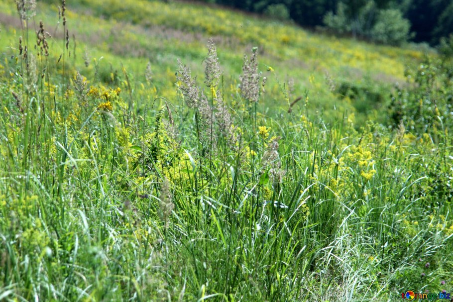 Лугово Болотная растительность