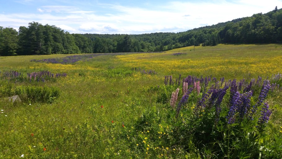 Луга Костромской области