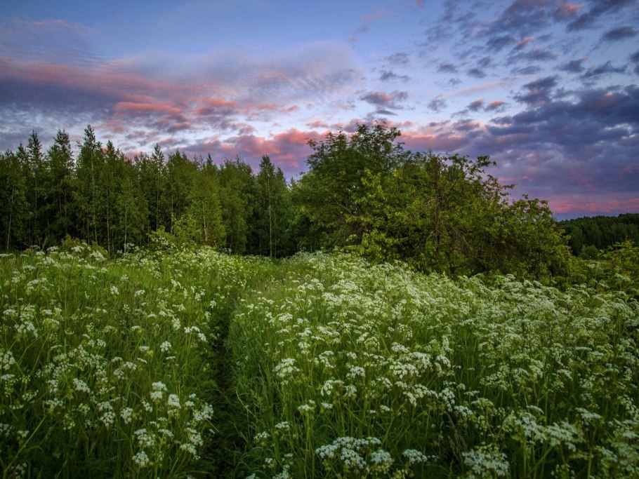 Летний лес Лужского района