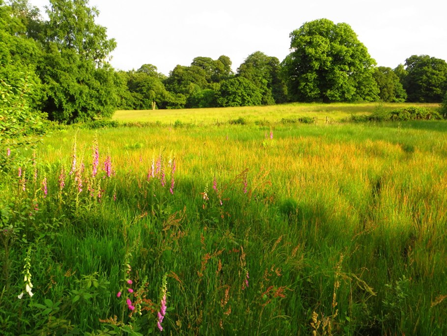 Палусские Луга