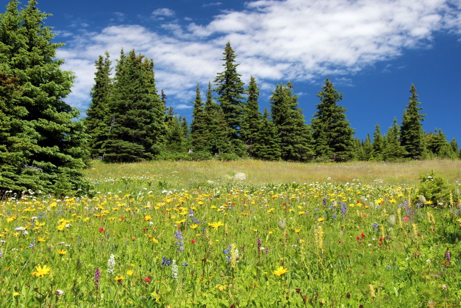 Палусские Луга