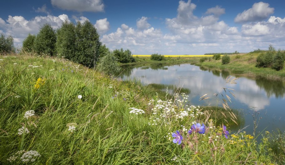 Луга Псковская область