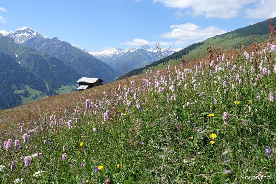 Растения Луга Забайкальского края