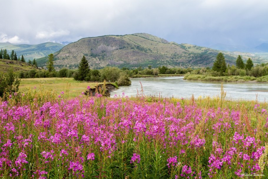 Щавель полевой Луговой