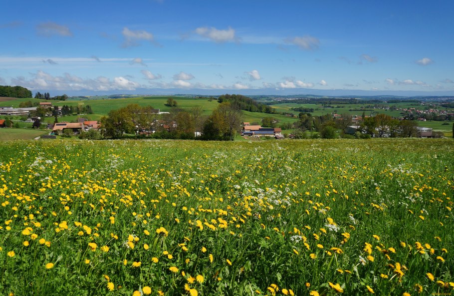 Родные просторы Пушгоры панорама