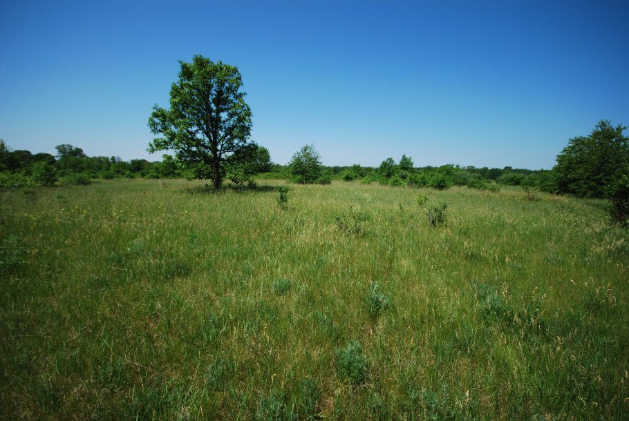 Растительный мир Марий Эл Горномарийский