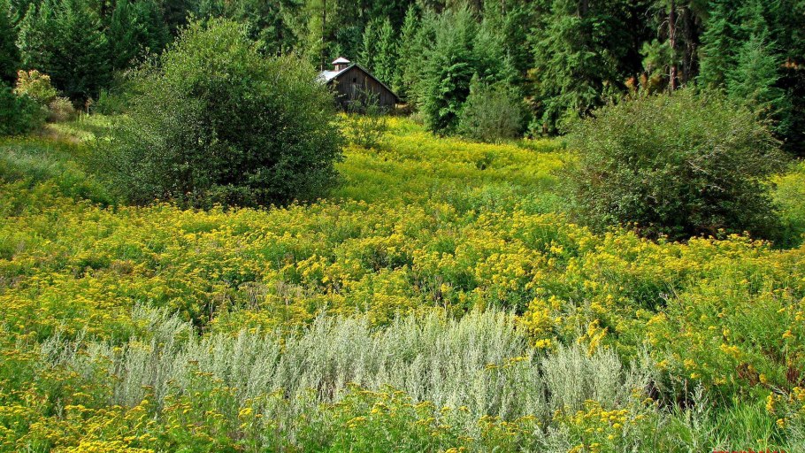Луга Башкортостана